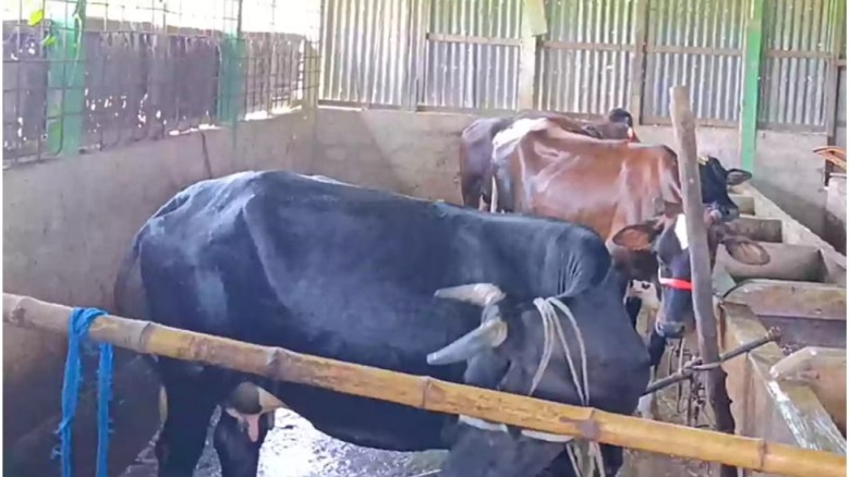 লাকসামে এতিমখানার ১২টি গাভী লু'ট, বন্ধের