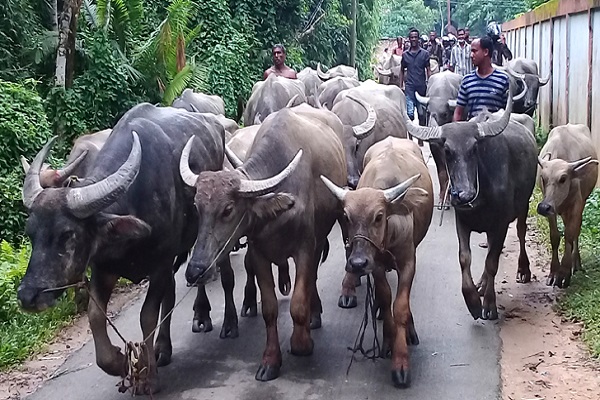 জামাই পেলেন ৯টি মহিষ, শ্বশুরের ৮