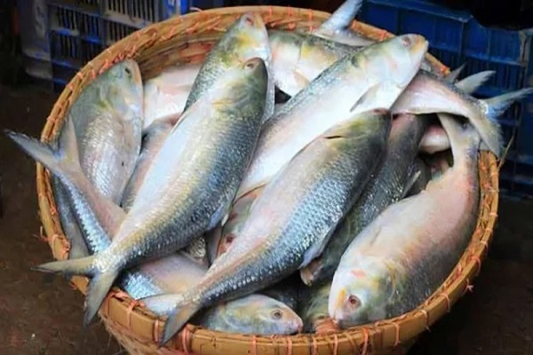 বাংলাদেশ থেকে ৫ হাজার টন ইলিশ চায় ভারত